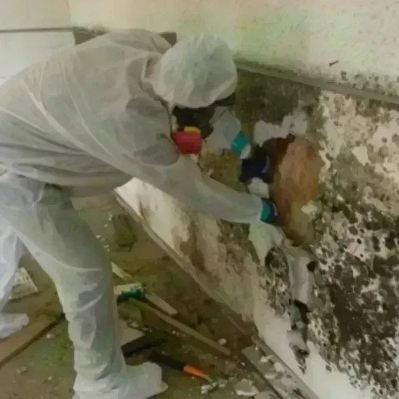 Mold Remediation and Removal in Albion, IL